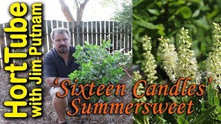 Sixteen Candles Summersweet  Native Fragrant Hardy and Flowering [upl. by Vinny]