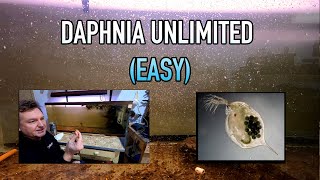 How I Raise Daphnia Water Fleas And You Can Too [upl. by Yecniuq]