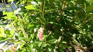 Clethra Alnifolia Ruby Spice 4K UHD [upl. by Alekin606]