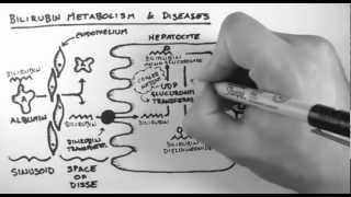 Bilirubin 2  Bilirubin Metabolism amp Diseases [upl. by Oralle]