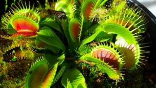 Carnivorous Plants [upl. by Uuge457]