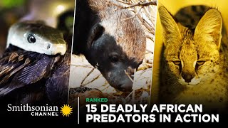 15 Deadly African Predators in Action 🦁 Smithsonian Channel [upl. by Udall]