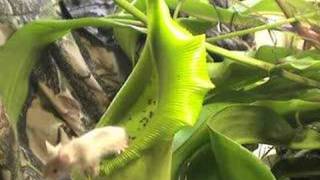 Carnivorous Plant VS Mouse [upl. by Yelrah]