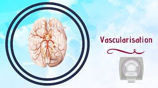 Neuroanatomie  Vascularisation du Cerveau [upl. by Imhskal37]