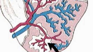 How the Body Works  The Spleen [upl. by Breana]