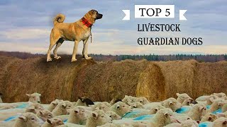 TOP 5 LIVESTOCK GUARDIAN DOG BREEDS [upl. by Carlie]