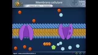 Membrana cellulare  Trasporto [upl. by Torras]