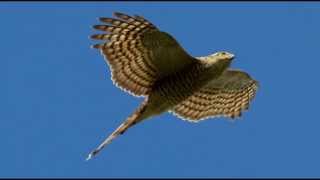 Sparrowhawk Bird Call Bird Song [upl. by Maryanna763]