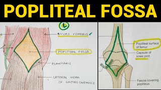 Popliteal Fossa Anatomy  Lower Limb [upl. by Moran49]