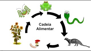 Como funciona a cadeia alimentar [upl. by Attelrahc]