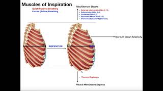 How Do We Accomplish Forced Active Breathing [upl. by Autumn]