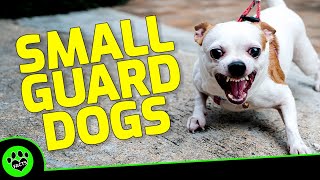 Top 7 Small Guard Dog Breeds That Pack a Protective Punch  Dogs 101 [upl. by Keeton101]