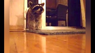 Ozzy Man Reviews Raccoons [upl. by Eckhardt]