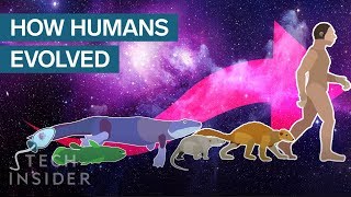 Incredible Animation Shows How Humans Evolved From Early Life [upl. by Jamey155]