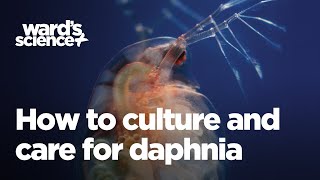 Caring and Culturing for Daphnia [upl. by Dominic164]