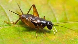 Loud Sounds of Crickets Chirping  HD Audio [upl. by Wrigley]