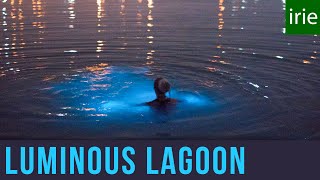 Luminous Lagoon Jamaica Glowing Water Experience Glistening Waters Jamaica Video Guide [upl. by Rotkiv24]