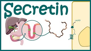 Secretin  Productiondiscovery and mode of action [upl. by Limhaj830]