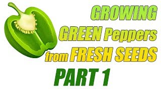 How To Germinate FRESH Green Peppers Seeds 1 [upl. by Nahseez]