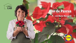 Cuidados de la Flor de Pascua 🌺🎄 El Jardín De Lidl  Lidl España [upl. by Ayna]