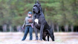 15 Biggest Guard Dogs In The World [upl. by Rolando]