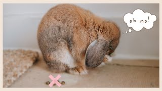 THE Rabbit Potty Training Video [upl. by Carlita166]