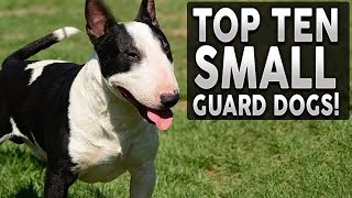 Top 10 SMALL Guard Dog Breeds [upl. by Elyrad849]