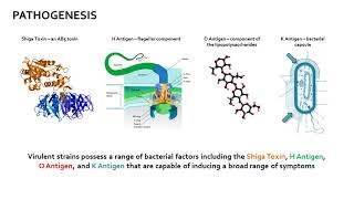 Escherichia coli [upl. by Loos]