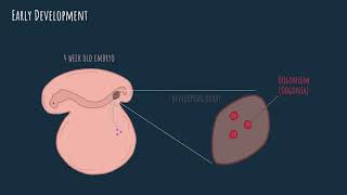 Oogenesis  embryonic development [upl. by Nauwtna979]