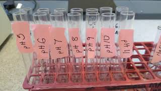 EFFECT OF pH ON ENZYME ACTIVITY [upl. by Ed]