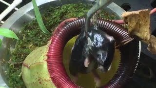 EATEN ALIVE CARNIVOROUS PLANT TRAPS AND DIGESTS A MOUSE [upl. by Assile69]