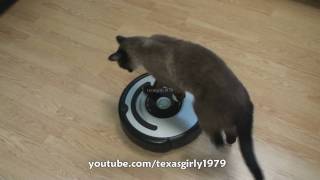 Cat shows HOW TO use iRobot Roomba Vacuum [upl. by Sparhawk]