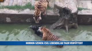 HorrorSzenen Esel lebendig an Tiger verfüttert [upl. by Maclean]