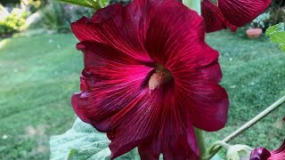 How To Grow Hollyhocks from Seed  Seed to Flowers [upl. by Alvira]