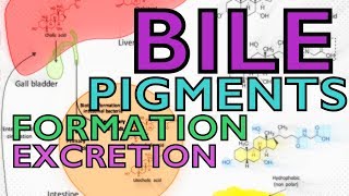 BILE PIGMENTS  BILIRUBIN VS BILIVERDIN  FORMATION AND EXCRETION [upl. by Tnomad]