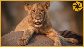 Into The Okavango Delta  A Botswana Safari Adventure I Wildlife Photography [upl. by Lienaj]