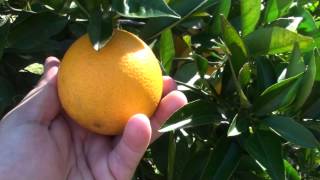 Mandarin amp Orange Growing Backyard Walk Through [upl. by Guria422]