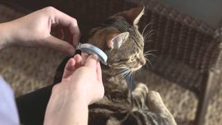 Seresto Cat Collar Application [upl. by Eladnek215]