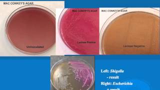 microbiology lab practical information part 1 [upl. by Notrab]