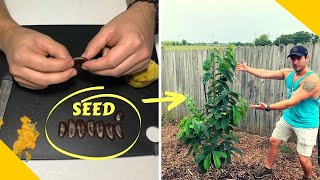 How to grow a paw paw tree from seed  Insane Rare Cold Hardy Fruit Tree You Must Grow  Part 1 [upl. by Sipple]