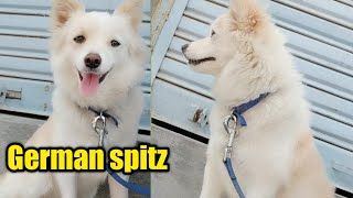 cute German spitz Dog available for sale [upl. by Spaulding710]