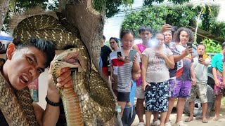 MAMAW SA LAKI NG KING COBRA SA TAGKAWAYAN QUEZON PTAY SA TKLAW [upl. by Dewhurst887]