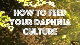 How To Feed Your Daphnia Culture [upl. by Llenhoj72]