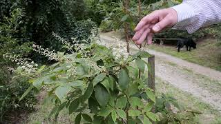 Growing Clethra  Burncoose Nurseries [upl. by Shepp606]