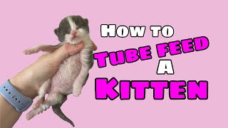 How to Tube Feed a Kitten [upl. by Trillbee]