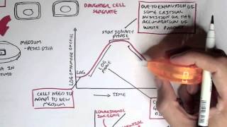 Microbiology  Bacteria Growth Reproduction Classification [upl. by Denoting168]