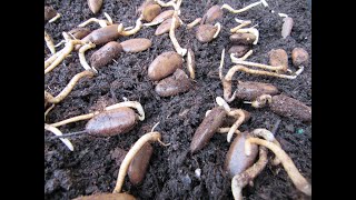 Germinating and Planting Pawpaw Seeds [upl. by Glenn]