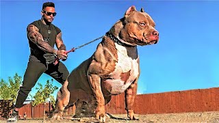 14 Most Aggressive Guard Dogs in the World [upl. by Razal]