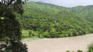 Mahseer fishermans paradise View of Saryu river from Pancheswar temple in Champawat Uttarakhand [upl. by Bazil]