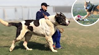 These Are 10 Best Livestock Guardian Dog Breeds [upl. by Ambrosius867]